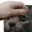 a close up of a person petting a cat 's face .