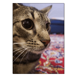 Cat Squishy Sticker - Cat Squishy Meme Stickers