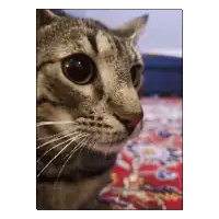 a close up of a cat 's face looking at the camera