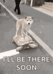 Turtle Dog GIF - Turtle Dog Ill Be There Soon GIFs