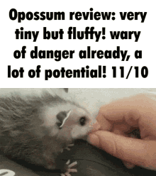 possum opossum