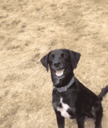 What Dog GIF - What Dog Wtf GIFs