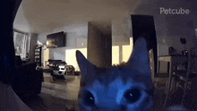 a cat is looking at the camera in a living room with a tv .