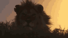 Done Tired GIF - Done Tired Lion GIFs