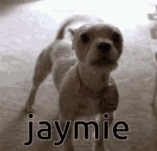 Jaymie Pupgender GIF - Jaymie Pupgender Puppy GIFs