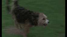 a man is holding a dog in his arms in a blurry photo .