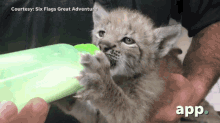 lynx feeding milk