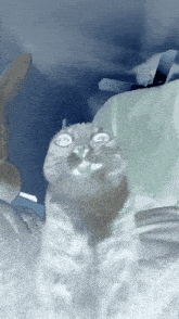 a cat is looking up with a surprised look on his face