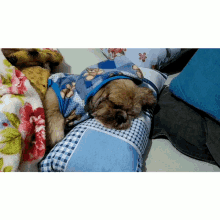 a small brown dog wearing a blue sweater is sleeping on a pillow