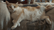 a cat laying on its back on a blanket