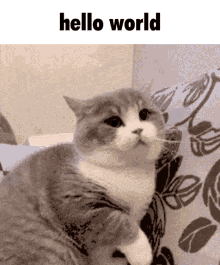 dragonismgifs dimden dimden cat discord meme hello world