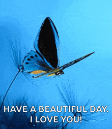 a blue butterfly is flying over a plant with the words have a beautiful day i love you below it