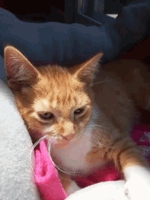 an orange and white cat is laying on a blanket
