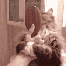 Cat Brush GIF - Cat Brush Dont Stop GIFs