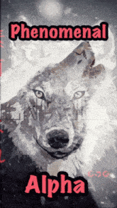 a picture of a wolf with the words phenomenal alpha on it