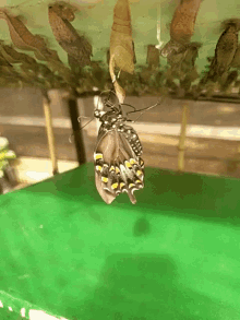 Super Buttery GIF - Super Buttery Butterfly GIFs