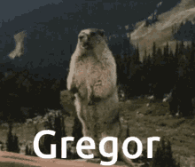 Gregorshouting Squirrelwierd GIF