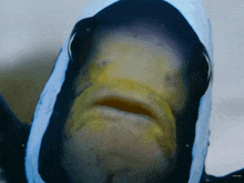 Fish Fish Meme GIF