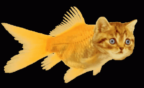 catfish gif