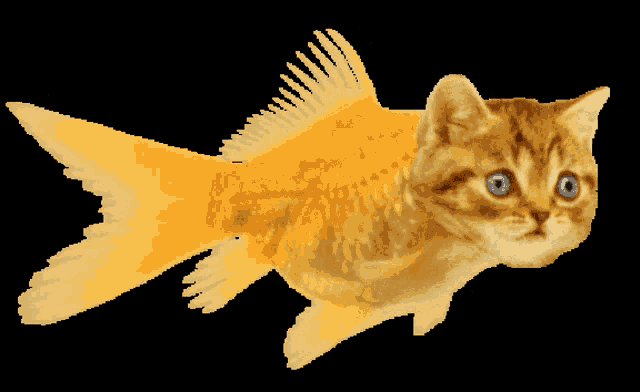 Fish cat hotsell