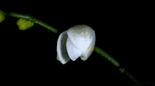 орхідея GIF - орхідея GIFs