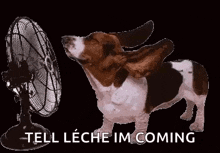 Fan Beagle GIF - Fan Beagle Wind GIFs