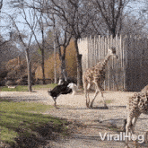 Ostrich Playfully Pokes The Giraffe Viralhog GIF - Ostrich Playfully Pokes The Giraffe Viralhog Ostrich Playfully Taps The Giraffe GIFs