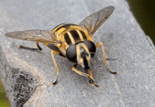 a fly is sitting on a piece of wood and looking at the camera