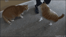Cat Attack On Cat Balloon GIF - Cat Balloon Attack GIFs