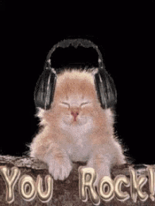 International Cat Day Cat Headphones GIF
