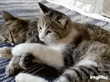 Cats Cuddling GIF - Cats Cuddling Cuddle GIFs