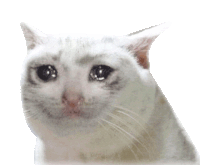 a close up of a white cat 's face with tears coming out of its eyes