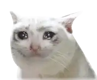 a close up of a white cat 's face with tears coming out of its eyes