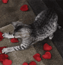 Cat Hearts GIF - Cat Hearts Love GIFs