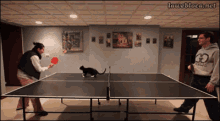 Ping Pong Cat GIF