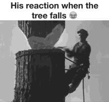 reaction chop tree timber axe