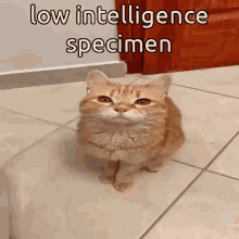 Low Int Intelligence GIF - Low Int Intelligence Specimen GIFs