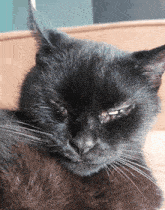 Binkie Cat GIF - Binkie Cat Cute GIFs