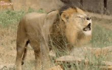 Lion Roaring Lion GIF - Lion Roaring Lion Gif GIFs