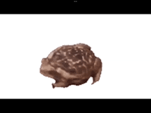 Frog Nextbot GIF - Frog Nextbot GIFs
