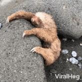 Sloth Stuck Between Rocks Viralhog GIF