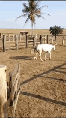 paraguay lol lolazio lolazio paraguay horse white horse