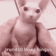 Bingus Arun GIF - Bingus Arun Loves GIFs