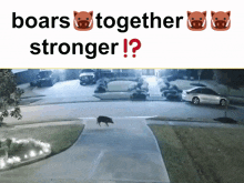 Boars Together GIF - Boars Boar Together GIFs
