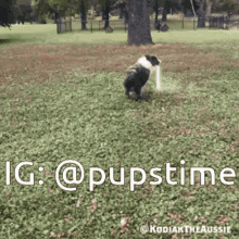 Dog Puppy GIF - Dog Puppy Pupstime GIFs