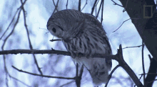 Oh Hi There Owls Have Superior Senses GIF - Oh Hi There Owls Have Superior Senses Didnt See You There GIFs