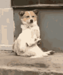 Funny Dog Anxiety GIF - Funny Dog Anxiety 阿狗 GIFs