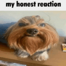 a small dog with a beard is sitting on a wooden table with a caption that says `` my honest reaction '' .