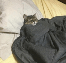 a cat wrapped in a blanket is laying on a bed .