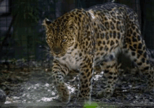 Even Our State Animal Is Eliminated GIF - Even Our State Animal Is Eliminated GIFs